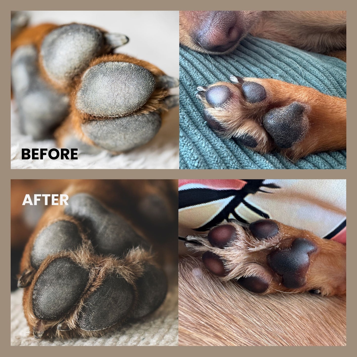 Paw Balm for dogs and cats - Hydrates, soothes and prevents from freezing and burning